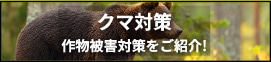 クマ対策
