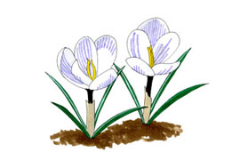 菜園 ガーデン倶楽部 コメリドットコム コメリが応援 家庭菜園とガーデニングを楽しもう