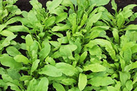 菜園 ガーデン倶楽部 コメリドットコム コメリが応援 家庭菜園とガーデニングを楽しもう