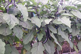 菜園 ガーデン倶楽部 コメリドットコム コメリが応援 家庭菜園とガーデニングを楽しもう