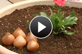 菜園 ガーデン倶楽部 コメリドットコム コメリが応援 家庭菜園とガーデニングを楽しもう