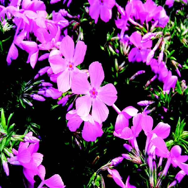 今月の入荷予定リスト 菜園 ガーデン倶楽部 コメリドットコム コメリが応援 家庭菜園とガーデニングを楽しもう