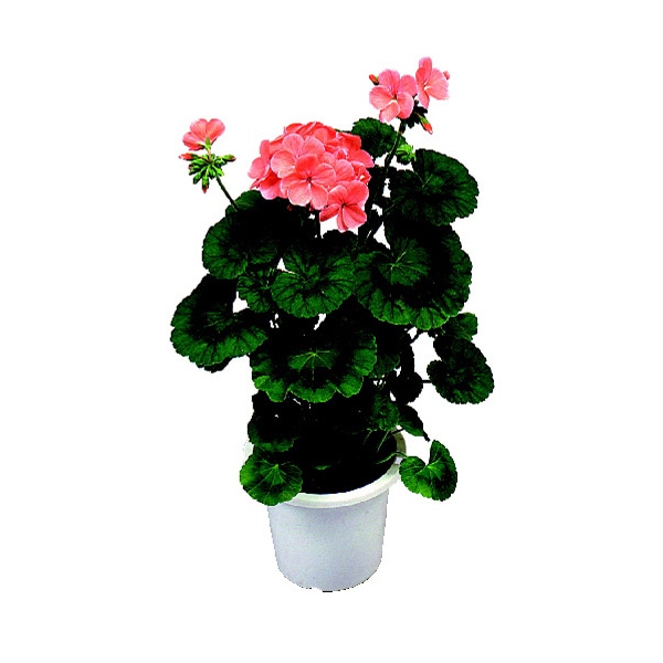 今月の入荷予定リスト 菜園 ガーデン倶楽部 コメリドットコム コメリが応援 家庭菜園とガーデニングを楽しもう