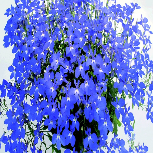 今月の入荷予定リスト 菜園 ガーデン倶楽部 コメリドットコム コメリが応援 家庭菜園とガーデニングを楽しもう