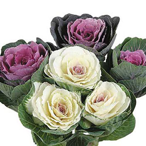 今月の入荷予定リスト 菜園 ガーデン倶楽部 コメリドットコム コメリが応援 家庭菜園とガーデニングを楽しもう
