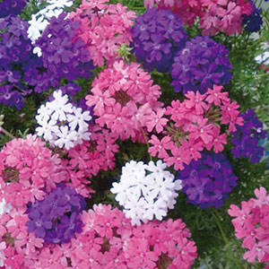今月の入荷予定リスト 菜園 ガーデン倶楽部 コメリドットコム コメリが応援 家庭菜園とガーデニングを楽しもう 今月の入荷予定リスト 菜園 ガーデン倶楽部 コメリドットコム コメリが応援 家庭菜園とガーデニングを楽しもう