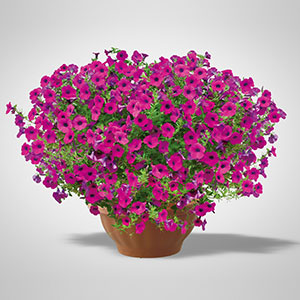 今月の入荷予定リスト 菜園 ガーデン倶楽部 コメリドットコム コメリが応援 家庭菜園とガーデニングを楽しもう