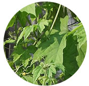 ���{�̌Â��ǂ��a�̋��