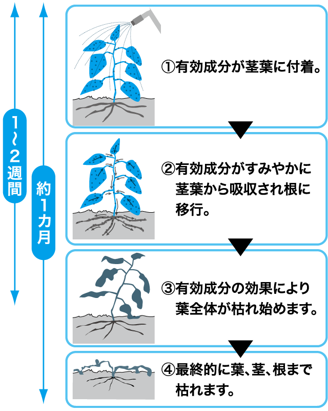 マルガリーダ １０Ｌ の通販 ホームセンター コメリドットコム