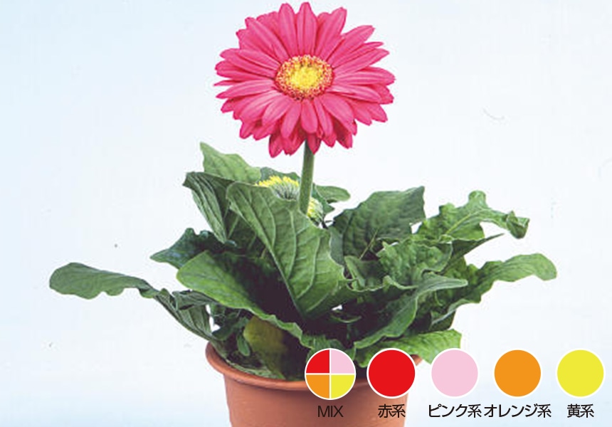 卒業入学 記念鉢花 一輪切花特集 コメリドットコム 卒業入学 記念鉢花 一輪切花特集 コメリドットコム