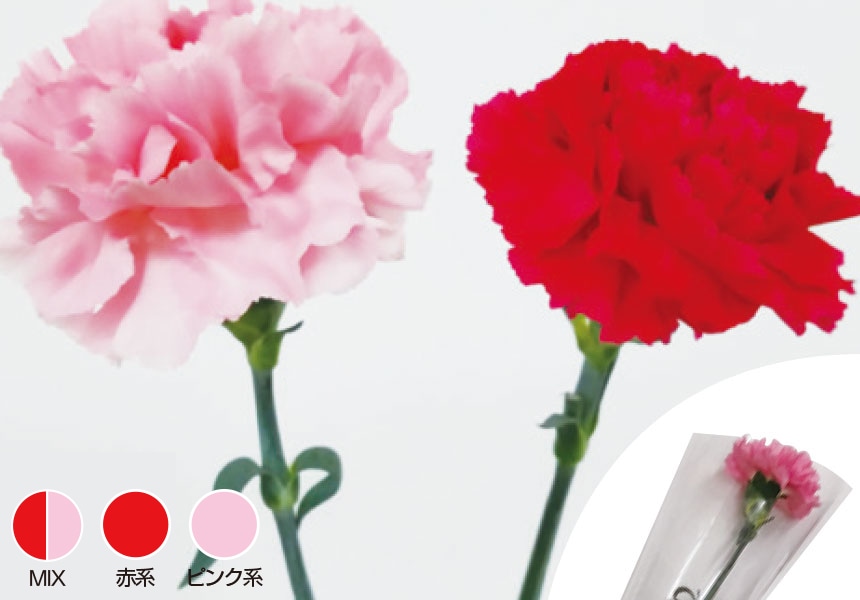 卒業入学 記念鉢花 一輪切花特集 コメリドットコム 卒業入学 記念鉢花 一輪切花特集 コメリドットコム
