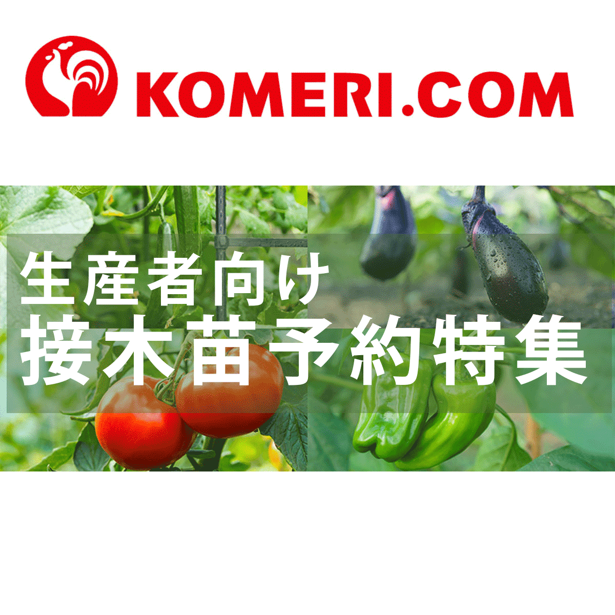 接木苗予約受付中 ❗️‼️ 接木苗予約特集 - ホームセンター通販コメリドットコム