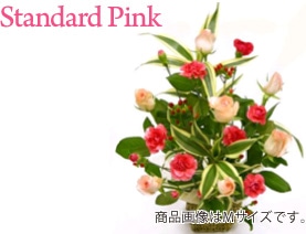 Standard Pink