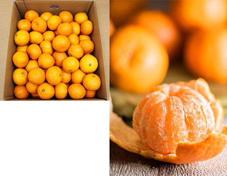 ぽんかん家庭用