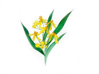 アスクレピアス