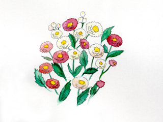 アスター