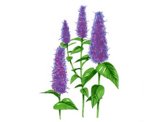 アニスヒソップ