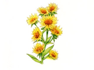 エレキャンペーン