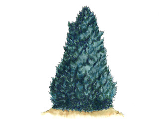 エンピツビャクシン、バーキー