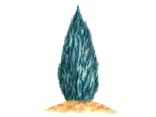 エンピツビャクシン