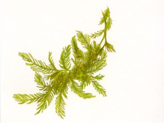 ハイネズ、ブルーパシフィック