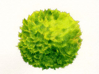 ヒノキ　クリプシイ