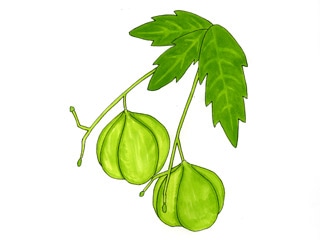 フウセンカズラ