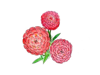 イベリス ウンベラータ