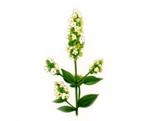 キャットニップ