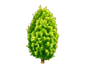 コノテガシワ、ウエストモント