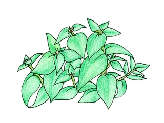 マウンテンミント