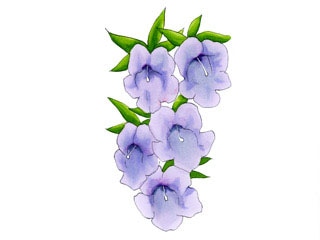 ミントブッシュ