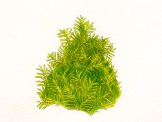 ニオイヒバ サンキスト