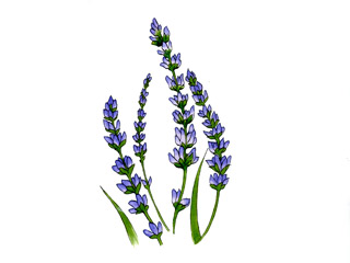 ラベンダー ラバンジン