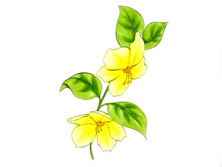 リシマキア キリアータ