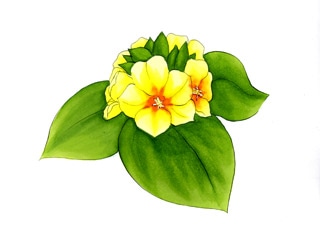 リシマキア プロクンベンス