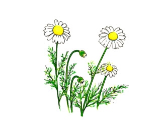 ローマンカモマイル