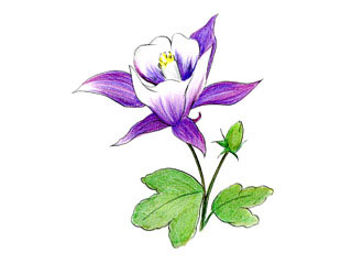 セイヨウオダマキ