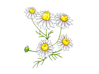 ジャーマンカモマイル