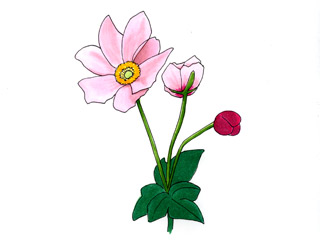 シュウメイギク