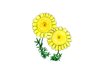 ダイヤーズカモマイル