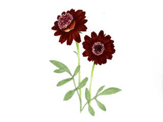 チョコレートコスモス