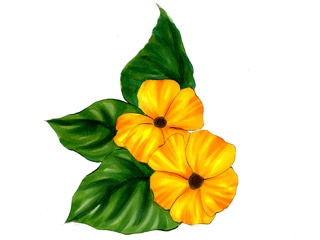 ツンベルギア アラータ