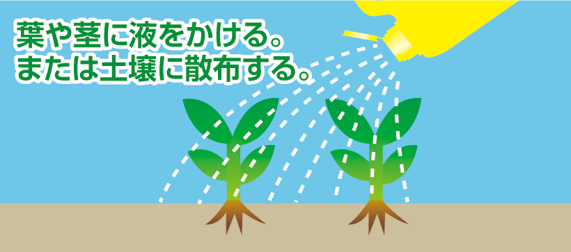 葉や茎に液をかける。または土壌に散布する。