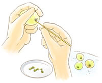 ビンを良く洗う（熱湯禁止）