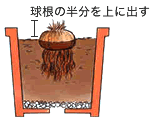 球根の半分を上に出す