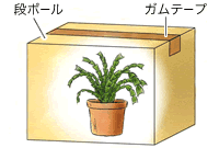 遮光して花芽分化