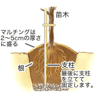 庭植え