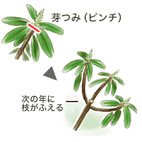 花芽摘み