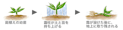 霜柱に注意